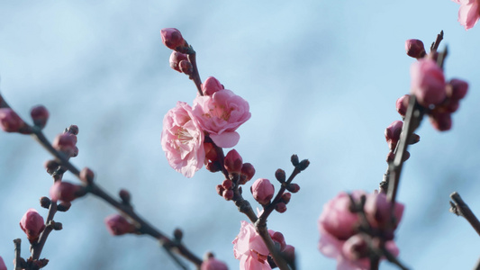 春天枝头的桃花发芽开放实拍视频