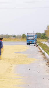 农民人工劳力晒粮食丰收秋季节封闭道路晾晒【该视频工作人员无肖像权，请勿商用】盘锦市视频