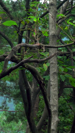 坐在树上野生动物猴子马骝黔灵山公园23秒视频