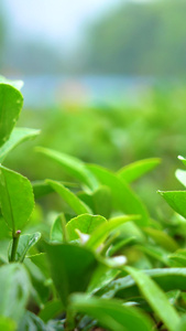 茶山 下雨天雨水打在茶树上特写实拍茶叶特写视频