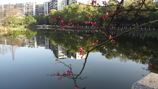 春天湖边盛开的海棠花视频