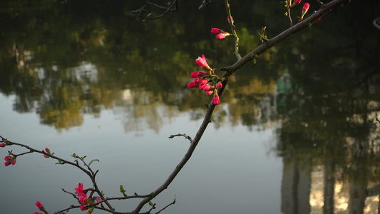 春天湖边盛开的海棠花视频