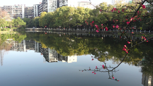 春天湖边盛开的海棠花视频