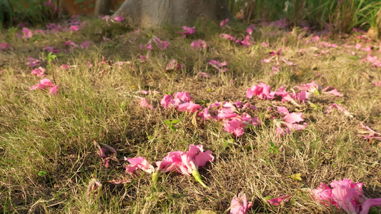 黄昏草坪上的落花视频