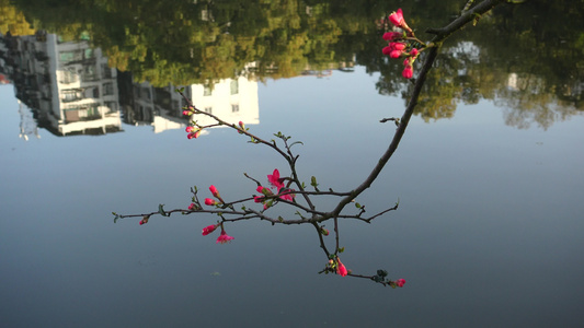 春天湖边盛开的海棠花视频