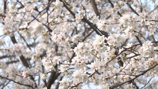 武汉东湖樱花园东京樱花白樱花绽放视频