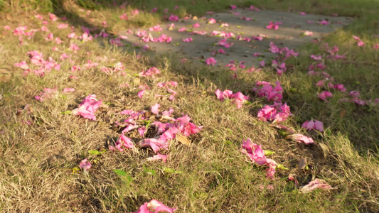 黄昏草坪上的落花视频