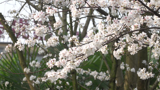 武汉东湖樱花园东京樱花白樱花绽放视频