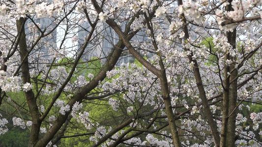 武汉东湖樱花园东京樱花白樱花绽放视频