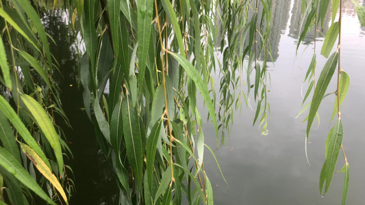 湖边垂柳视频