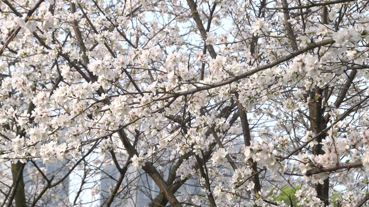 武汉东湖樱花园东京樱花白樱花绽放视频