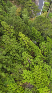 浙江南部山区森林公路山路航拍无人机视频