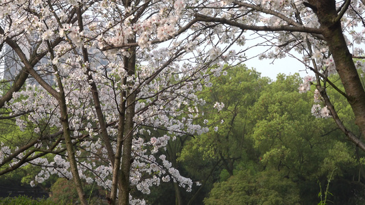 武汉东湖樱花园东京樱花白樱花绽放视频