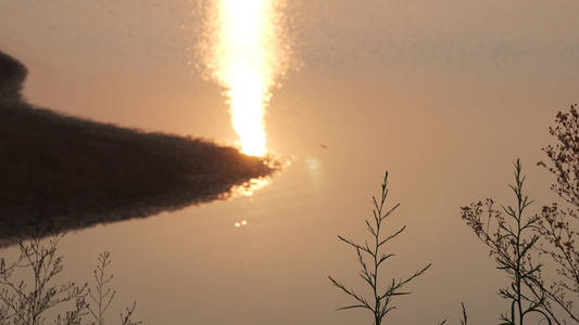 夕阳湖边芦苇空镜4k视频