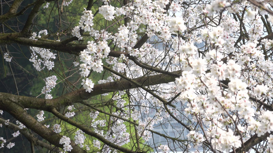 武汉东湖樱花园东京樱花白樱花绽放视频