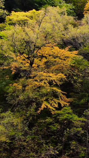 川西旅游景区米亚罗秋季彩林航拍视频旅游景点73秒视频