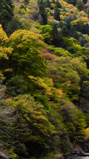 川西旅游景区米亚罗秋季彩林航拍视频高海拔73秒视频