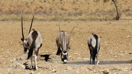大羚羊饮水——喀拉哈里沙漠视频
