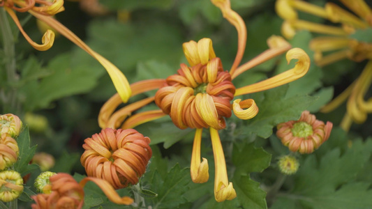 高清菊花视频素材视频