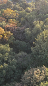 航拍城市树林秋天的色彩旅游素材秋天素材视频