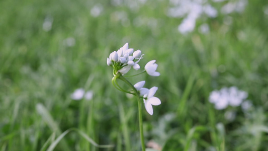 野大蒜白花视频