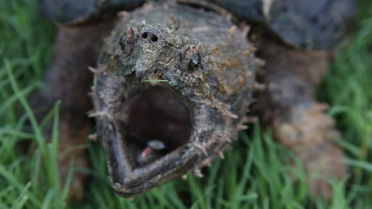 鳄海龟长毛目动物视频