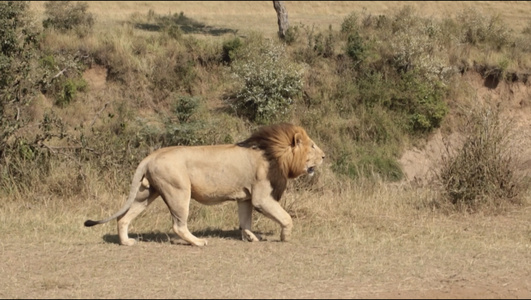非洲雄狮在草原散步视频