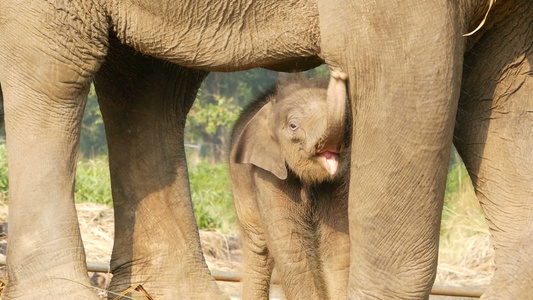 小象与母亲在阳光下在户外明亮的阳光下站在母亲附近的视频
