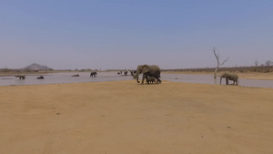 野外的大象10秒视频