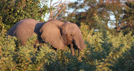 Choobe国家公园的非洲大象视频