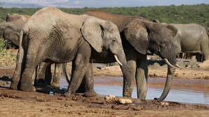 水坑的非洲大象20秒视频