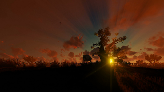 非洲大象与babobaba树一起行走对抗美丽的日落视频