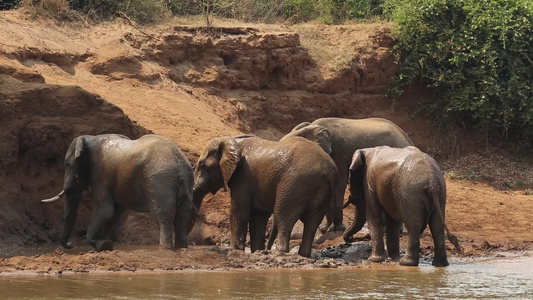 非洲大象喷洒泥土视频