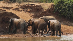 非洲大象喷洒泥土21秒视频