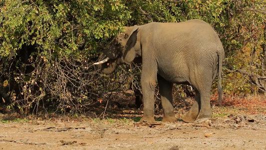 供养非洲大象视频