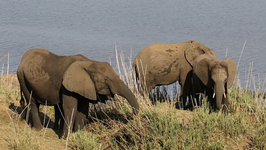 供养非洲大象国家公园视频