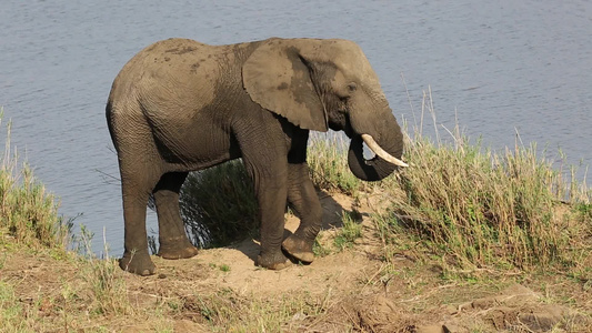 供养非洲大象Kruger国家公园视频