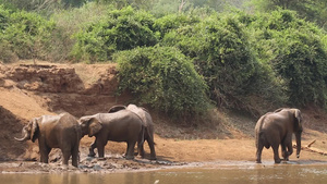 一条河流中的非洲大象21秒视频