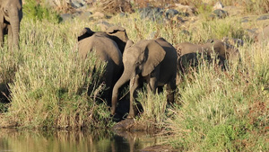 供养非洲大象21秒视频