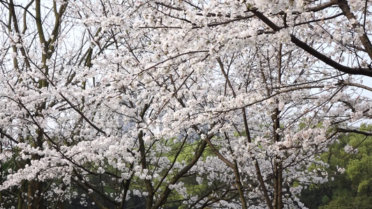 武汉东湖樱花园东京樱花白樱花绽放视频