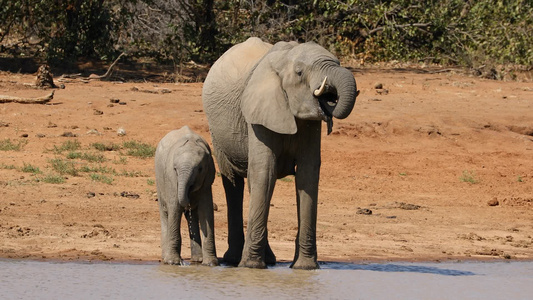 非洲大象饮水饮用水视频