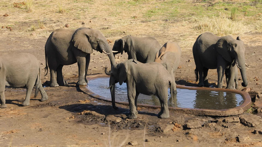非洲大象饮用水Kruger国家公园视频