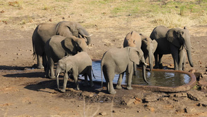 非洲大象饮用水17秒视频