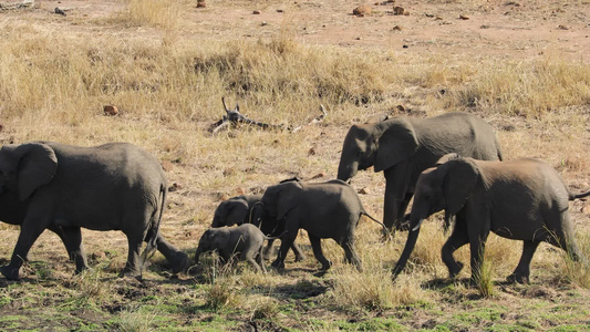 非洲大象走在横线上Kruger国家公园视频