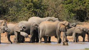 非洲大象饮水19秒视频