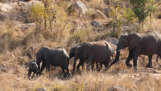 非洲大象走在横线上Kruger国家公园视频