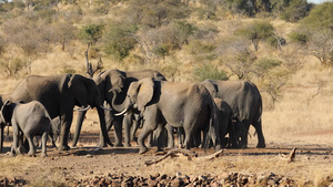 非洲大象群的克鲁杰国家公园11秒视频