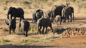 非洲大象群17秒视频