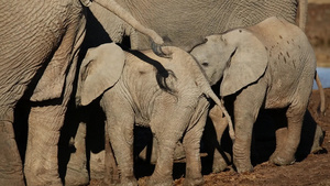 非洲大象幼崽15秒视频