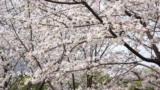 武汉东湖樱花园东京樱花白樱花绽放视频